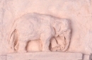 Indian Elephant