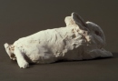 Baby Rabbit